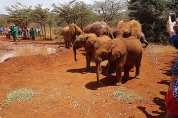 Nairobi National Park and Giraffe Center Day Tour