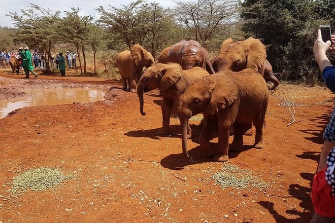 David sheldrick