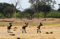 Painted Dogs Hwange National Park
