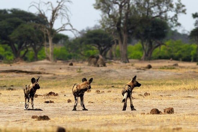 Painted Dogs Hwange National Park