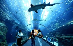 PATTAYA Join Tour Under Water World