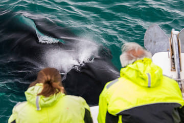 Reykjavik City Walk and Whale Watching Adventure