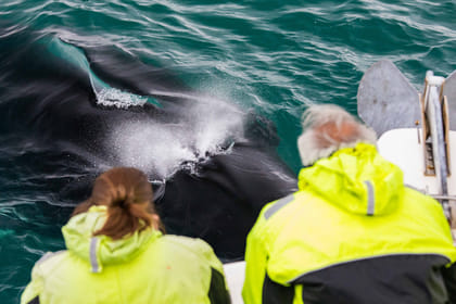 Reykjavik City Walk and Whales