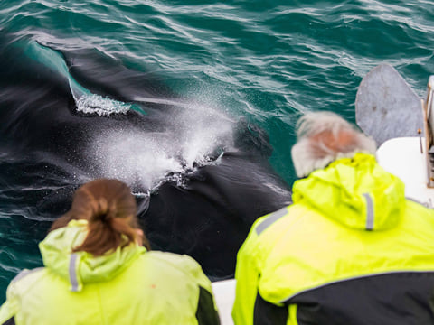 Reykjavik City Walk and Whales, photo 5