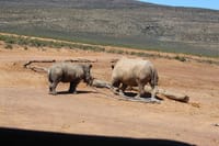 White Rhino
