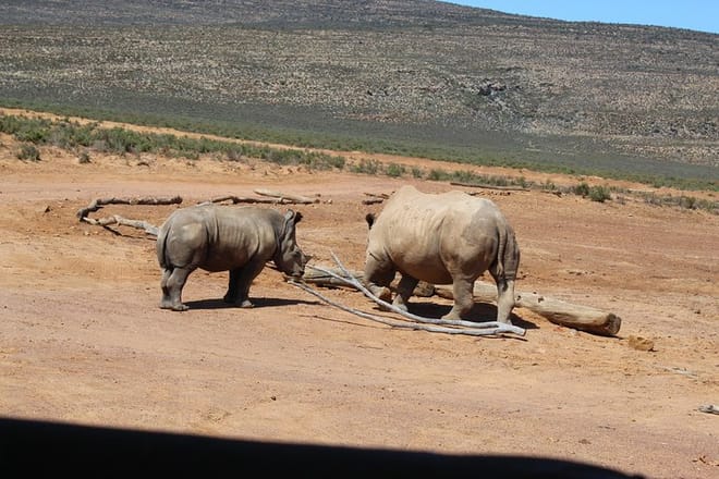 White Rhino