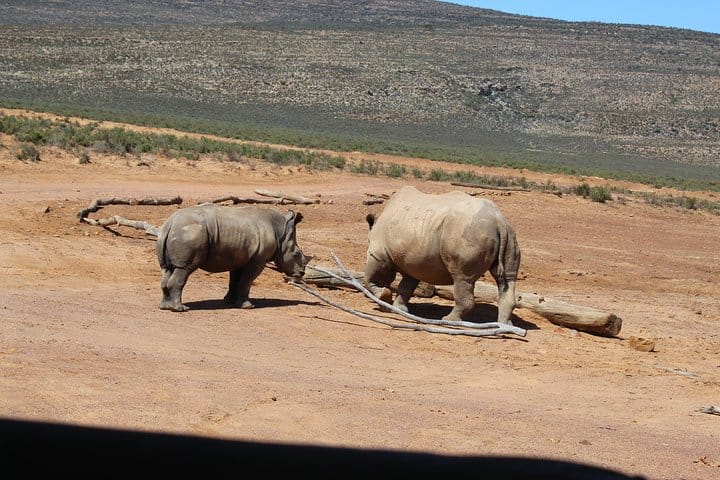 White Rhino