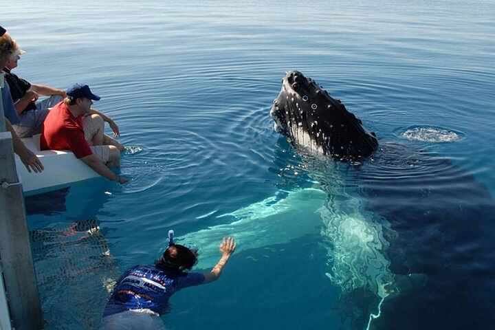 Whale Watching Adventure in Mirissa: Experience Dolphins & More!