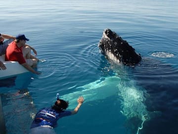 Whale Watching Tour from Bentota to Mirissa, Sri Lanka