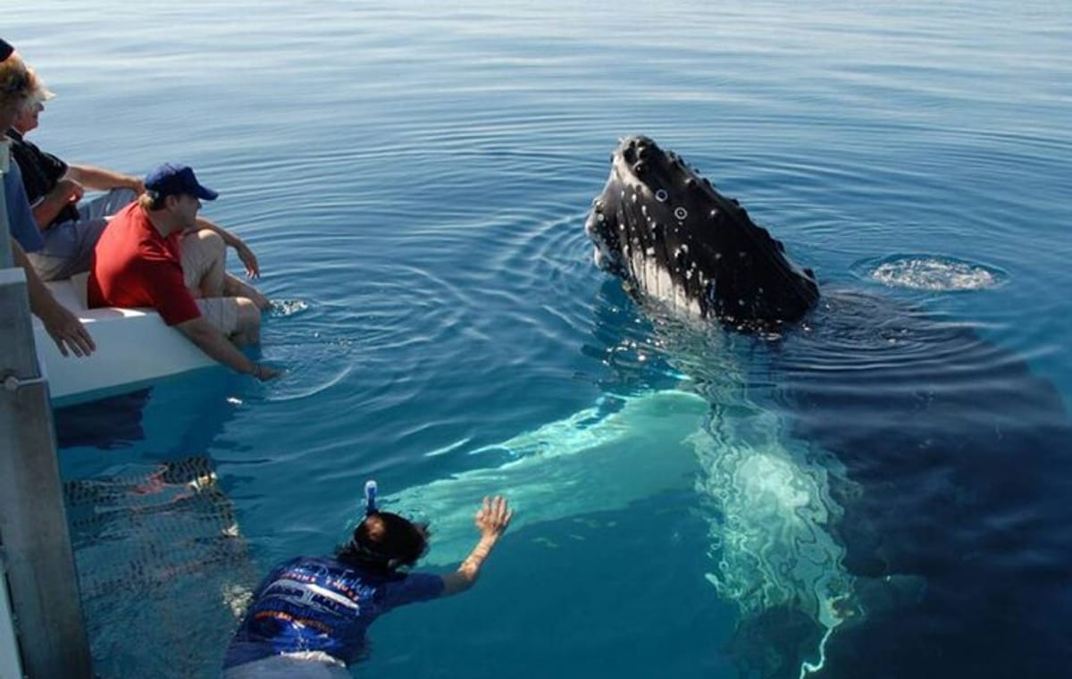Mirissa Whale Watching Tour From Bentota