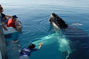 Mirissa Whale Watching Tour From Bentota