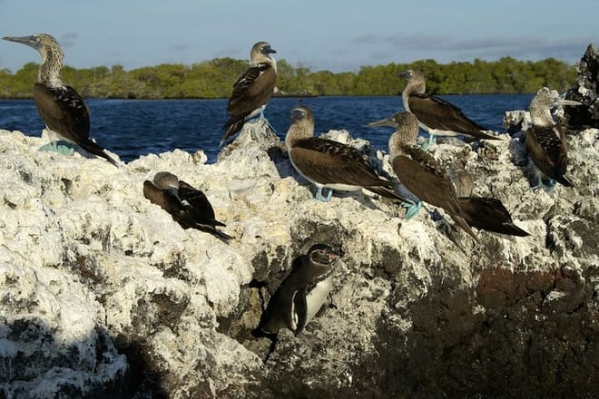 Variety of Birds