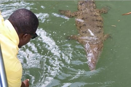 Full-Day South Coast – YS Falls, Pelican Bar & Black River Safari