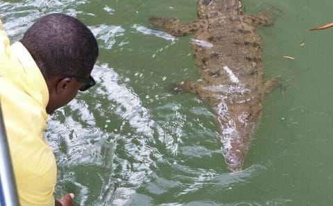 Full-Day Adventure Tour of YS Falls and Black River Safari in Jamaica