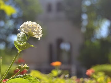 Cartuja monastery guided tour