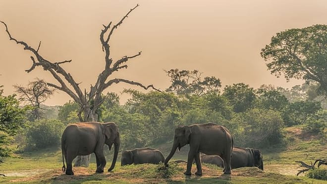  From Anuradhapura: Habarana Adventure Day Tour 8