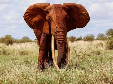 Tour Tsavo West National park