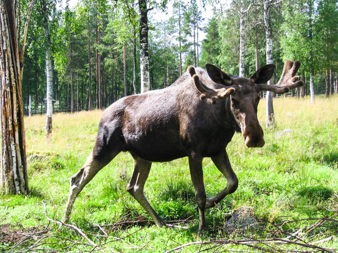 Visit Ranua Arctic Wildlife Park from Kemi - Kemi photo 6