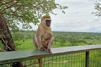 1-Day Tarangire National Park Tour 6