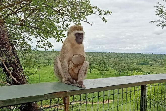 1-Day Tarangire National Park Tour 6