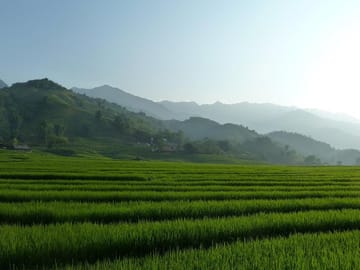 Rice Terrace in Sapa