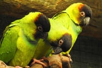 world of birds cape town