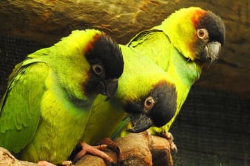 Private Cape Town City Tour table Mountain with wine tasting