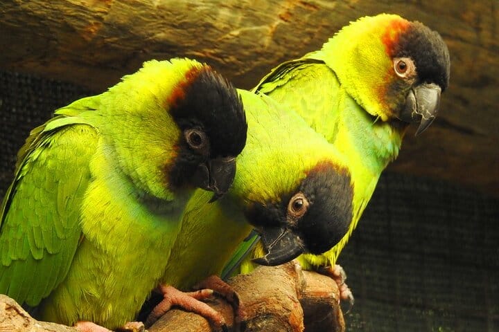 world of birds cape town