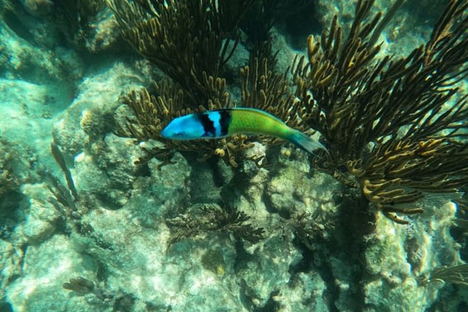 Santuario de tortugas Akumal Snorkel Experiencia marina