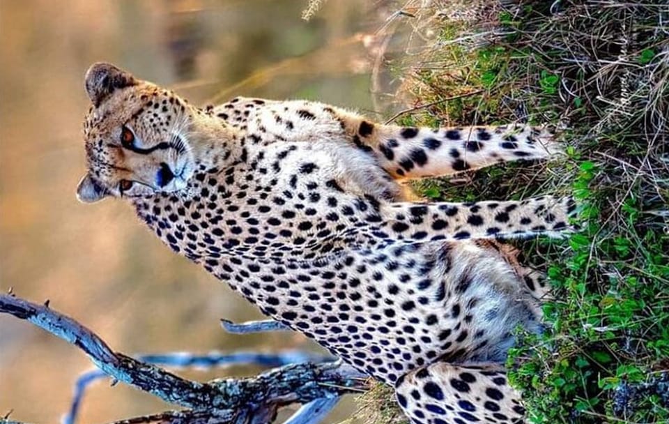 3-Day Masai Mara and Hell's Gate National Park Safari