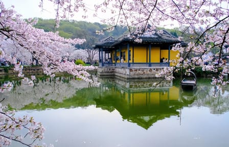Spring Day Trip from Shanghai to Wuxi Cherry Blossoms and Gardens