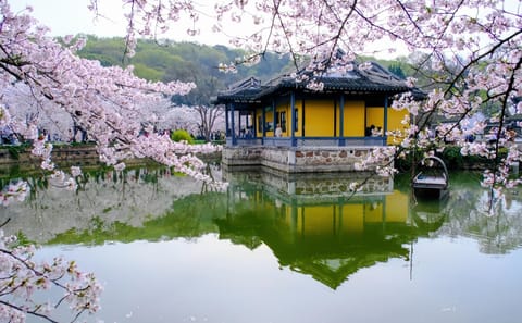 Spring Day Trip from Shanghai to Wuxi Cherry Blossoms and Gardens