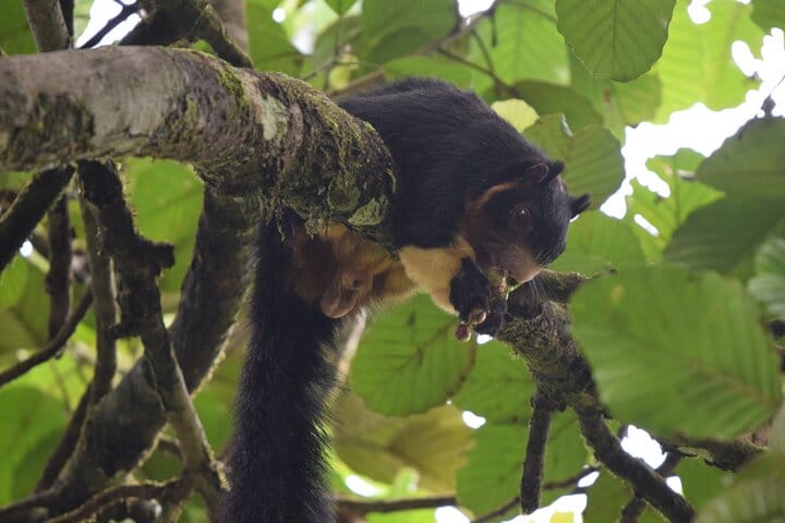 Sinharaja Rain Forest Tour from Udawalawa 9