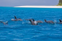 Mnemba Island Private Catamaran with Full Day Snorkeling  5