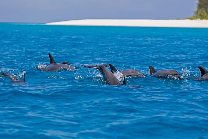 Mnemba Island Private Catamaran with Full Day Snorkeling  5