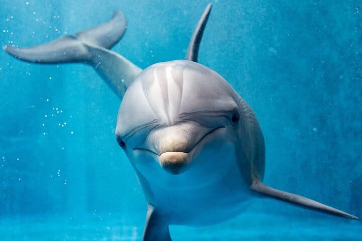 Private Speed Boat to the dolphin house Hurghada