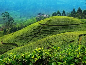Private 2-Day Tour of Kandy, Nuwara Eliya, and Hingula
