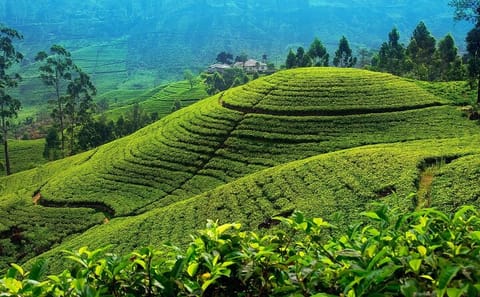 Private 2-Day Tour of Kandy, Nuwara Eliya, and Hingula