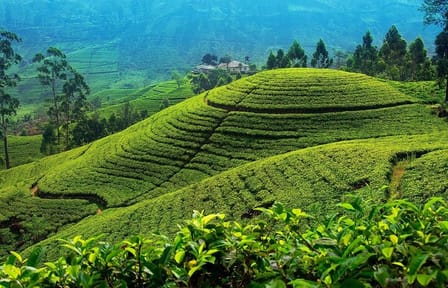 Private 2-Day Tour of Kandy, Nuwara Eliya, and Hingula