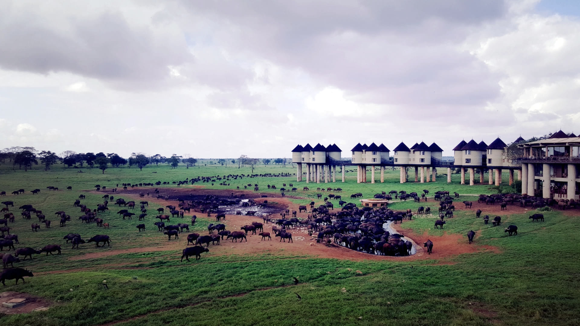Buffalos come to drink water at boreholes outside the lodge in Taita Hills Sanctuary