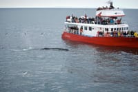 Reykjavík Whales & Horses 8