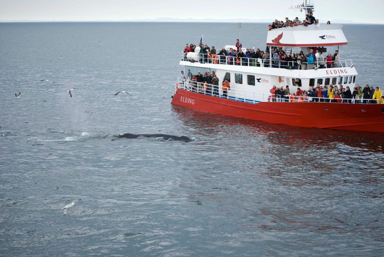 Reykjavík Whales & Horses 8