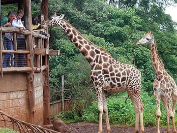 Full-Day Guided Tour of Giraffe Center and Elephant Orphanage in Nairobi