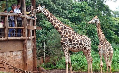 Full-Day Guided Tour of Giraffe Center and Elephant Orphanage in Nairobi