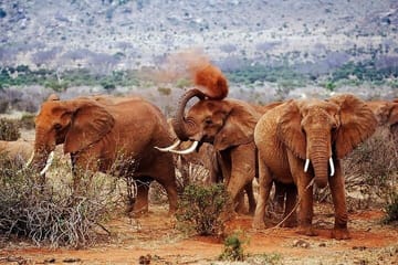 7-Day Tour Tsavo West Amboseli Lake Nakuru and Masai Mara