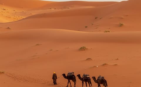 Erfoud to Merzouga Desert Tour with Camel Ride and Dinner