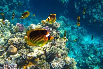 Snorkeling with Dolphins at Sataya in Marsa Alam, Egypt