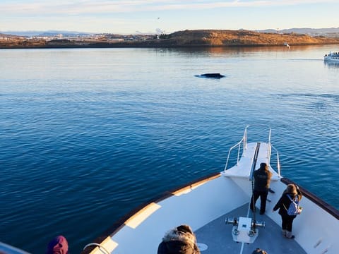 Whale Watching Cruise on a Yacht in Reykjavik , photo 5