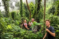 Highland jungle
