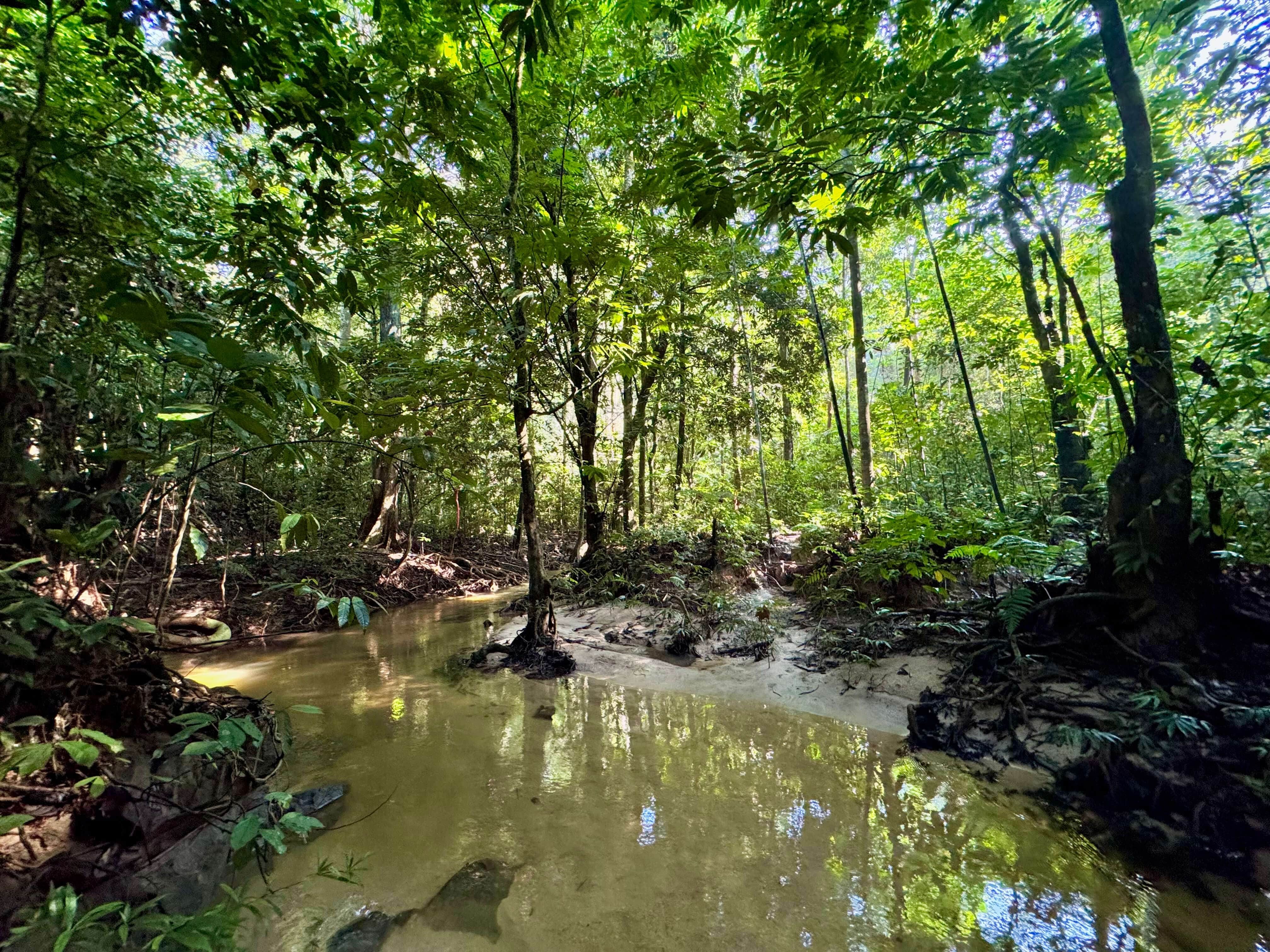 Peaceful Malaysian rainforest stream over rocks, sun-dappled trees. Represents JomHiking's guided nature trails. Lush jungle scenery.